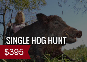 single hog hunt