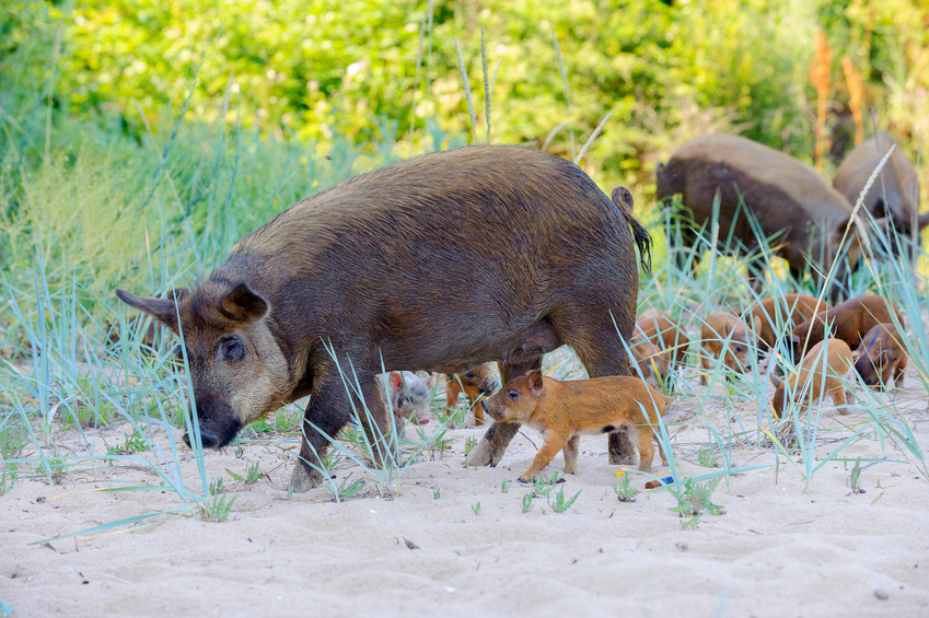 hog hunting in oklahoma